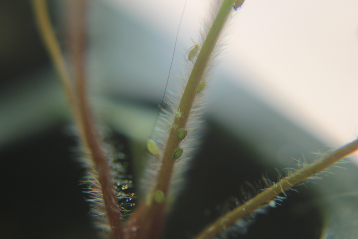 Aphids on baby strawberry plant